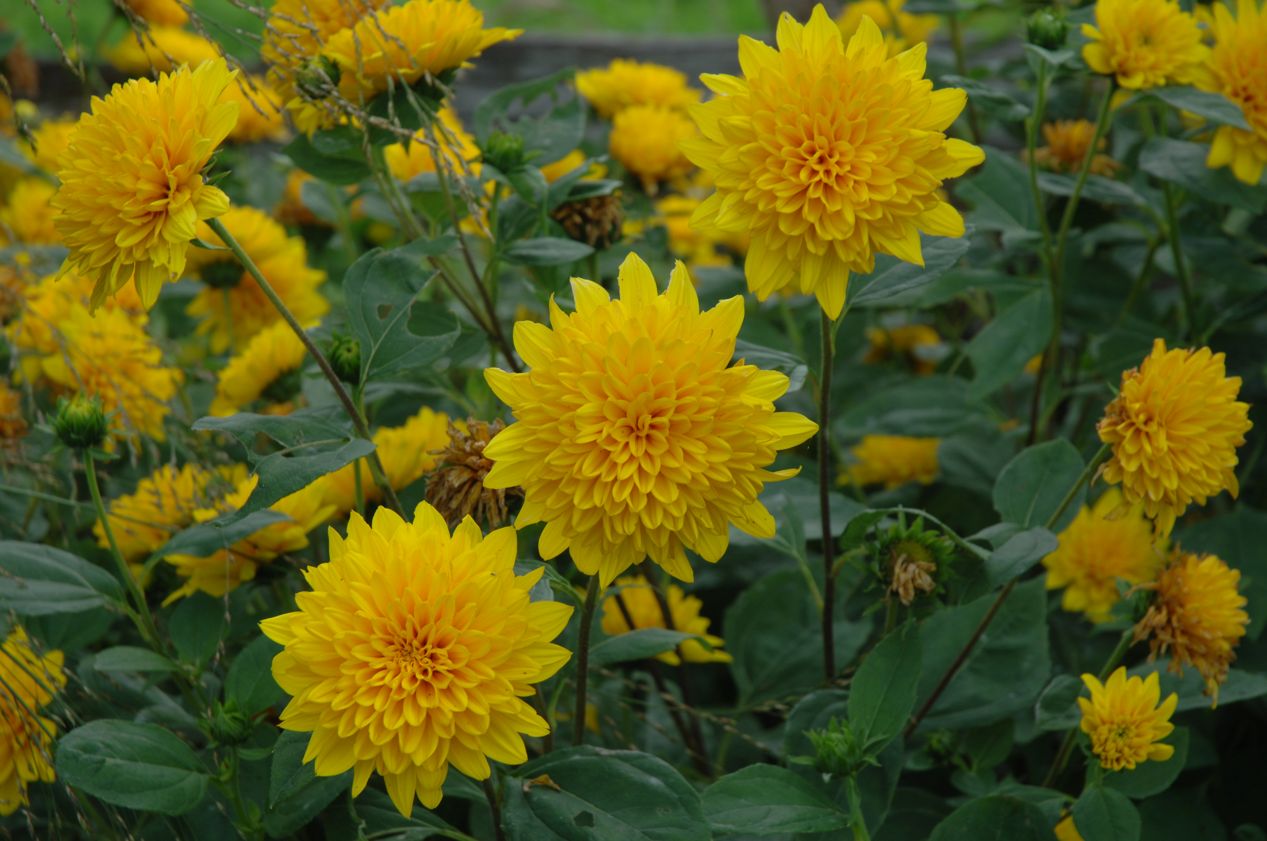 Helianthus X Multiflorus Sunshine Daydream Tournesol Vivace   Helianthus Decapetalus Sunshine Daydream.JMC .2013.09 