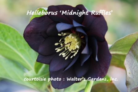 Helleborus ‘Midnight Ruffles’ – Hellébore – Lenten Rose - Jardins