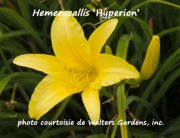HEMEROCALLIS ‘Hyperion’ – Lis d’un jour – Daylily