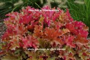 HEUCHERA ‘Marmalade’ – Heuchère – Coral Bells