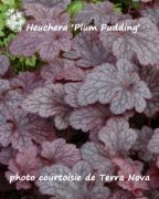 HEUCHERA ‘Plum Pudding’ COPF – Heuchère – Coral Bells