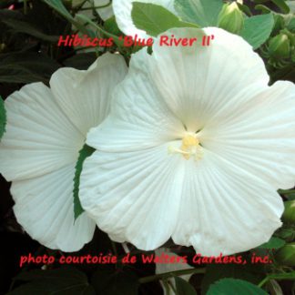 grosses fleurs blanches Archives - Jardins Michel Corbeil