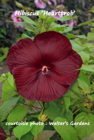 grosses fleurs rouge bourgogne foncé Archives - Jardins Michel Corbeil