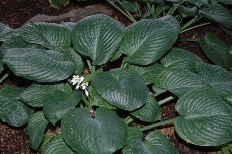 HOSTA ‘Blue Umbrellas’ Jardins Michel Corbeil