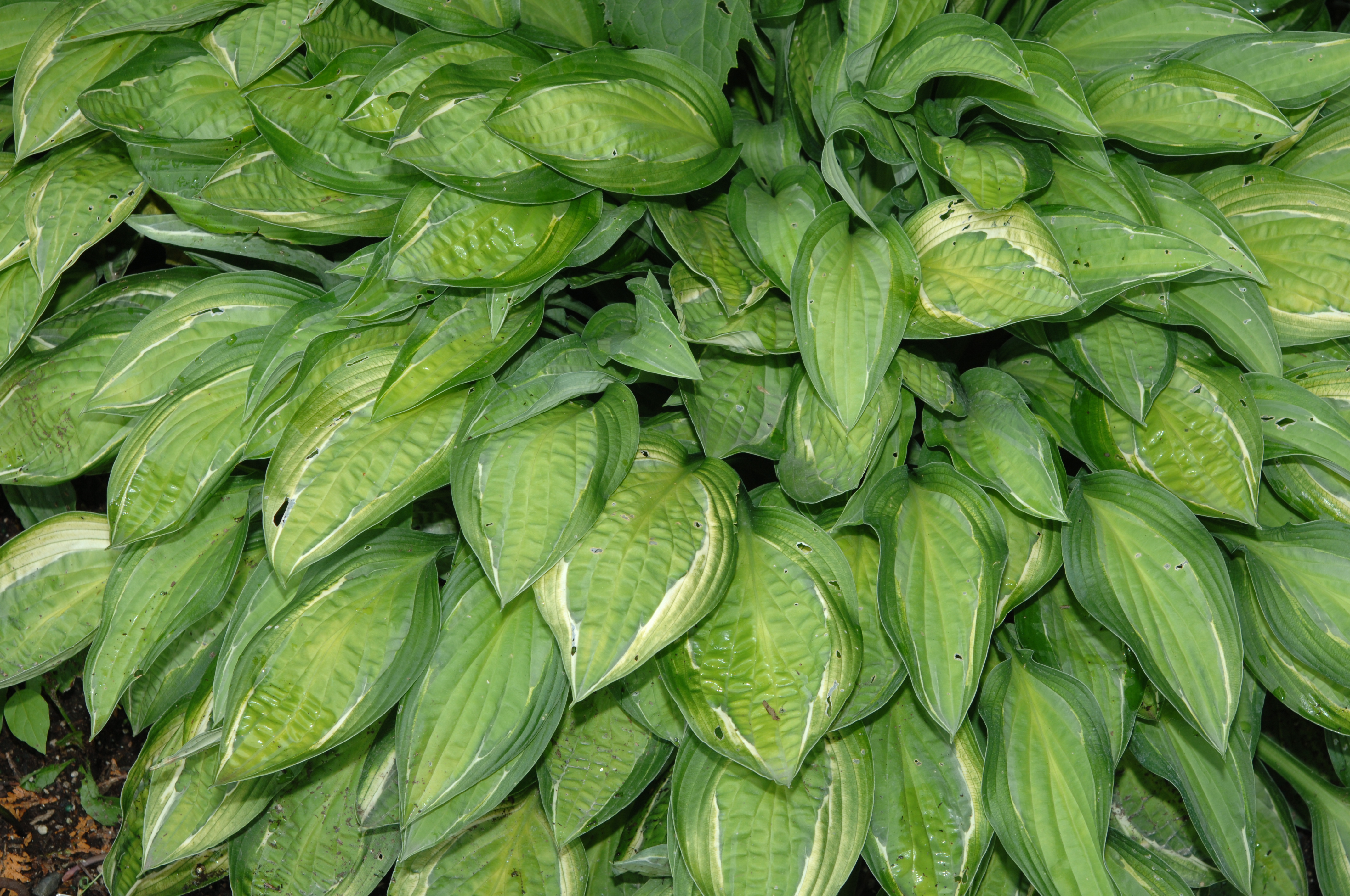 HOSTA ‘Hanky Panky’ PP16217 - Jardins Michel Corbeil