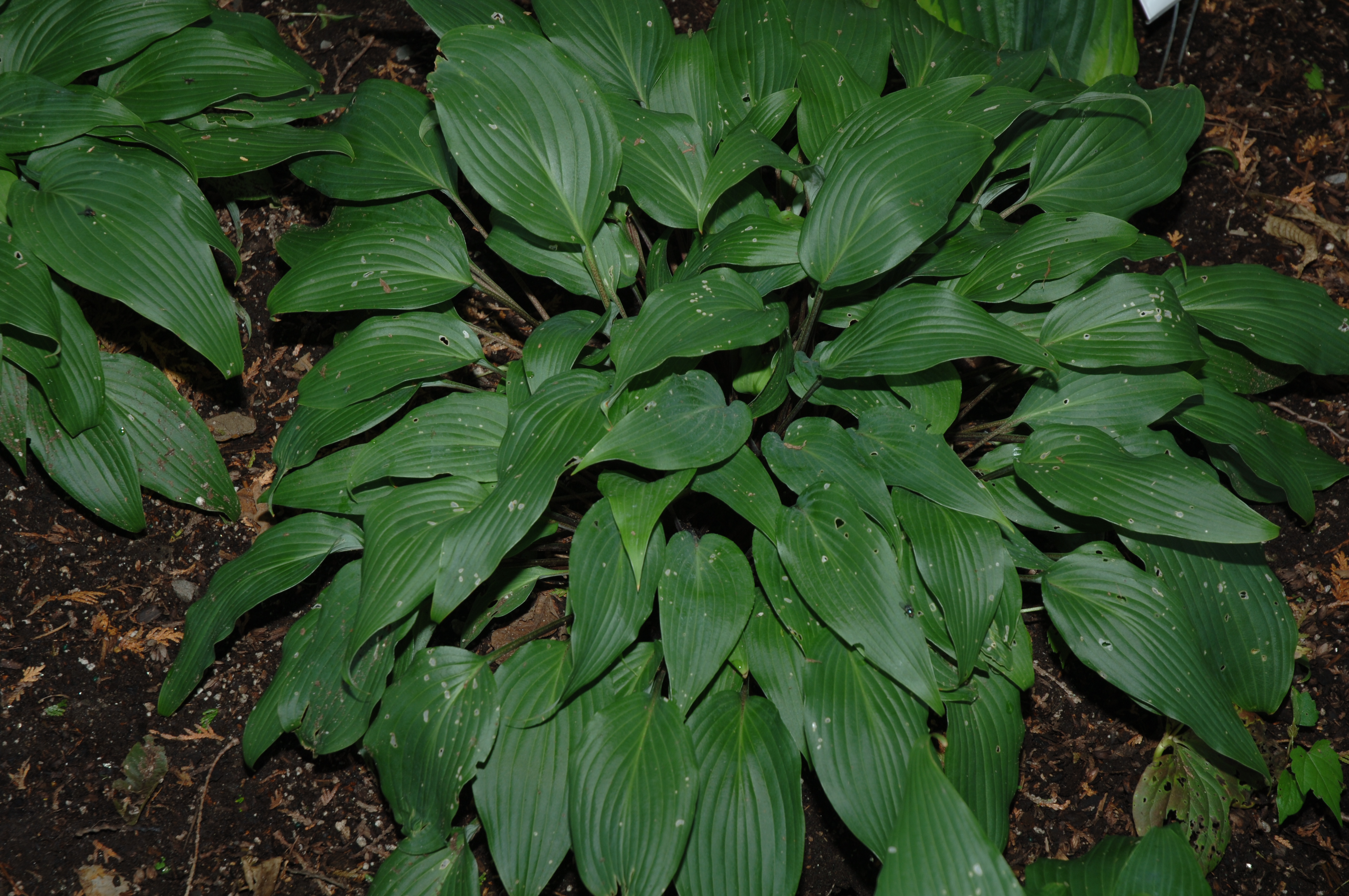 HOSTA ‘Red October’ Jardins Michel Corbeil