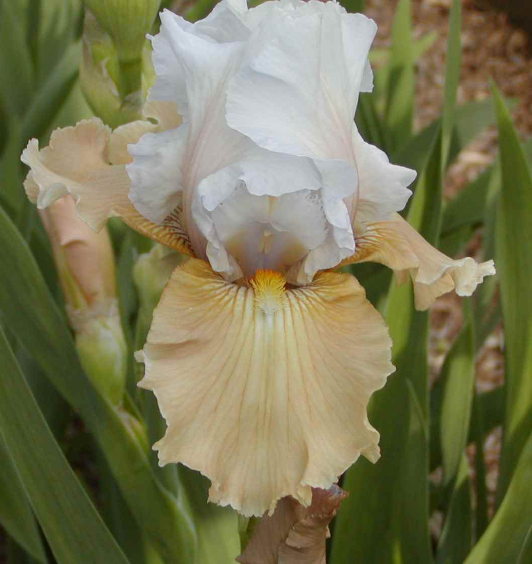 IRIS germanica (blanc) – Iris des Jardins – Bearded Iris - Jardins Michel  Corbeil