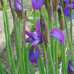 IRIS germanica (blanc) – Iris des Jardins – Bearded Iris - Jardins Michel  Corbeil