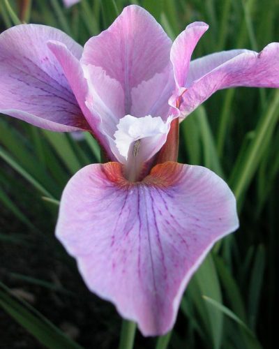 IRIS germanica (blanc) – Iris des Jardins – Bearded Iris - Jardins Michel  Corbeil