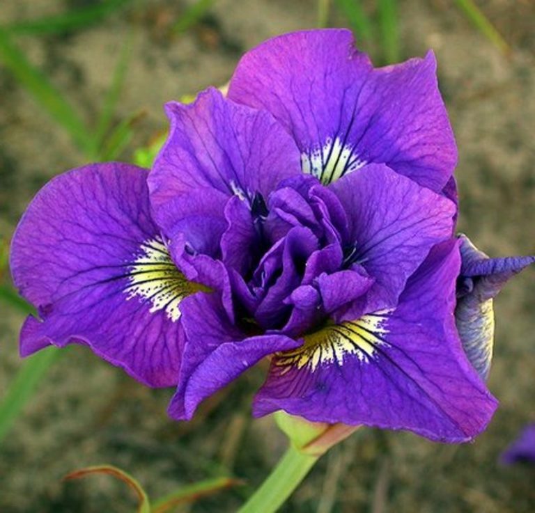IRIS ‘Double Standard’ (sibirica) Iris de Sibérie Siberian Iris