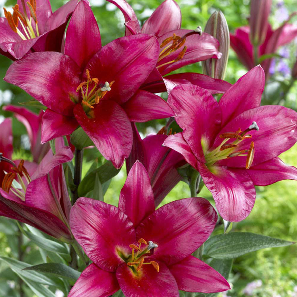 LILIUM �Purple Prince� (oriental) Lys orientale