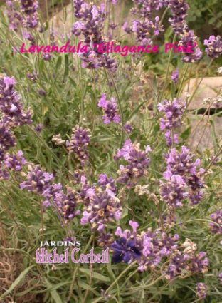 Lavandula angustifolia ‘Ellagance Pink’ – Lavande – Lavender - Jardins ...