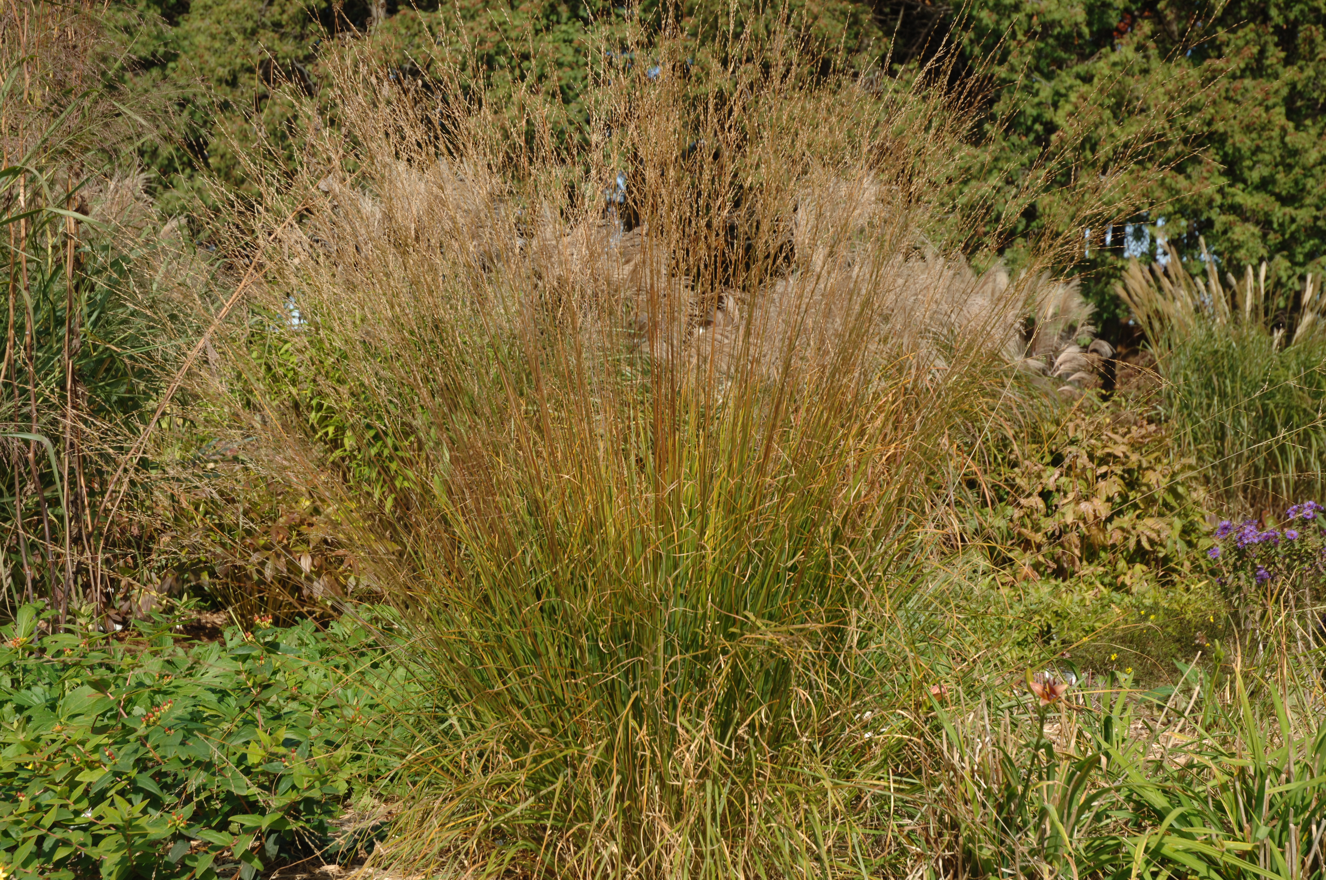 MOLINIA caerulea ‘Strahlenquelle’ – Molinie Pourpre – Purple Moor Grass ...