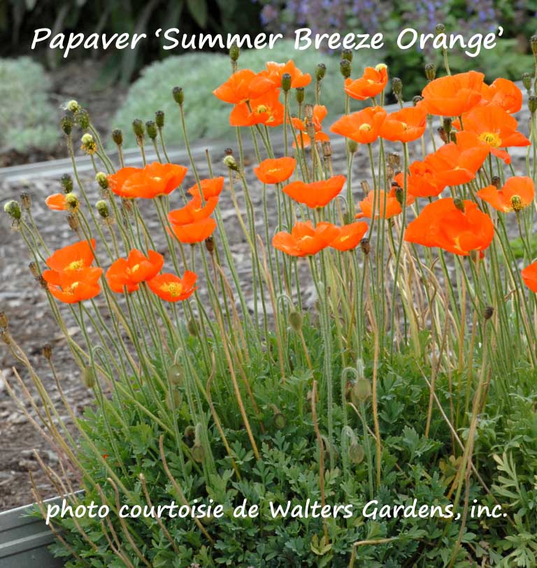 Papaver 'Summer Breeze Orange' – Pavot – Poppy - Jardins Michel Corbeil