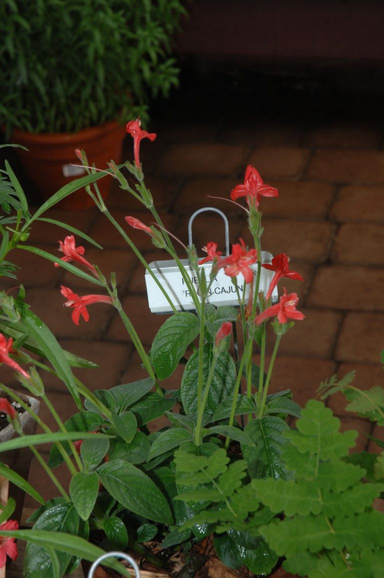 RUELLIA ‘Ragin’ CajunFaux Pétunia Jardins Michel Corbeil
