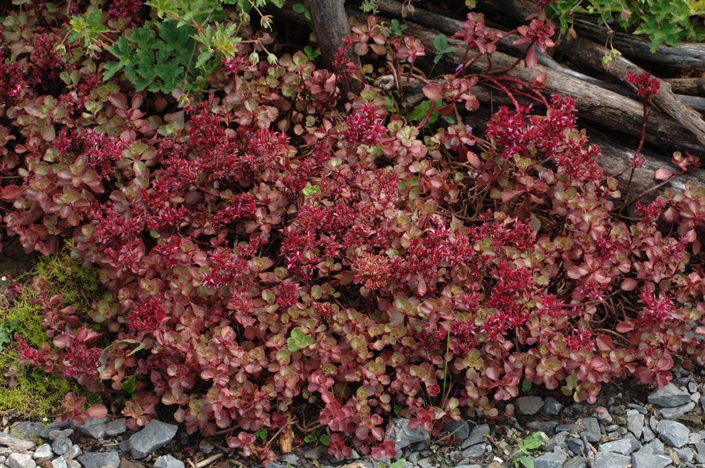 Sedum Red Carpet Spurium Orpin Stonecrop Jardins Michel Corbeil