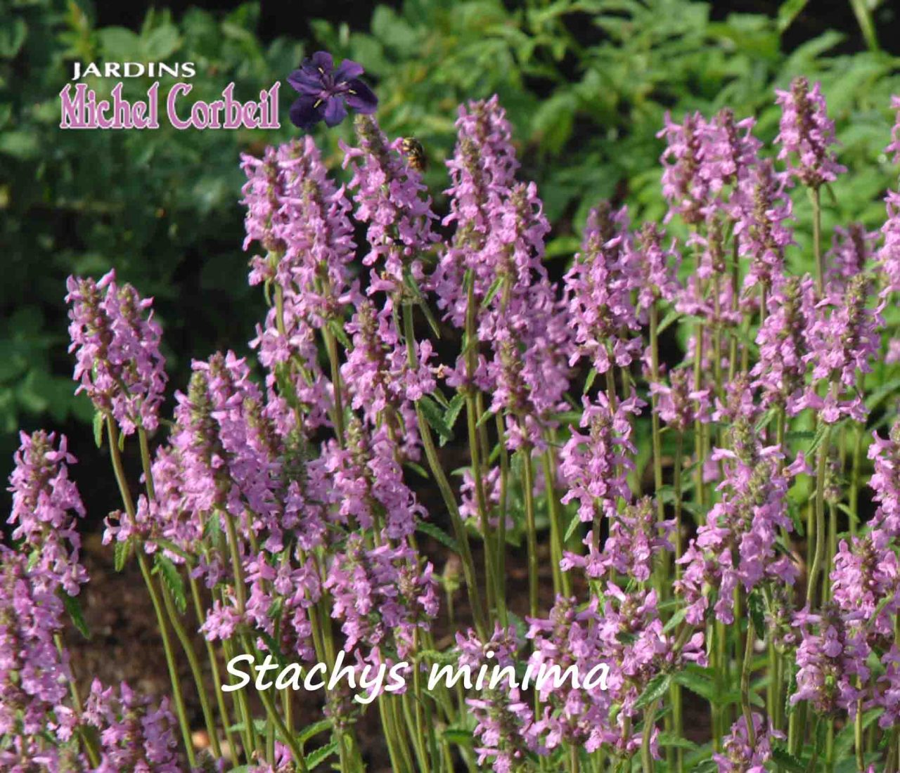 Stachys minima – Betony - Jardins Michel Corbeil