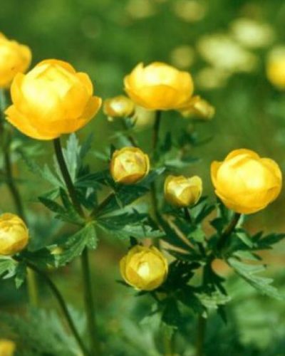 VERVEINE citronnelle – Lemon VERBENA - Jardins Michel Corbeil