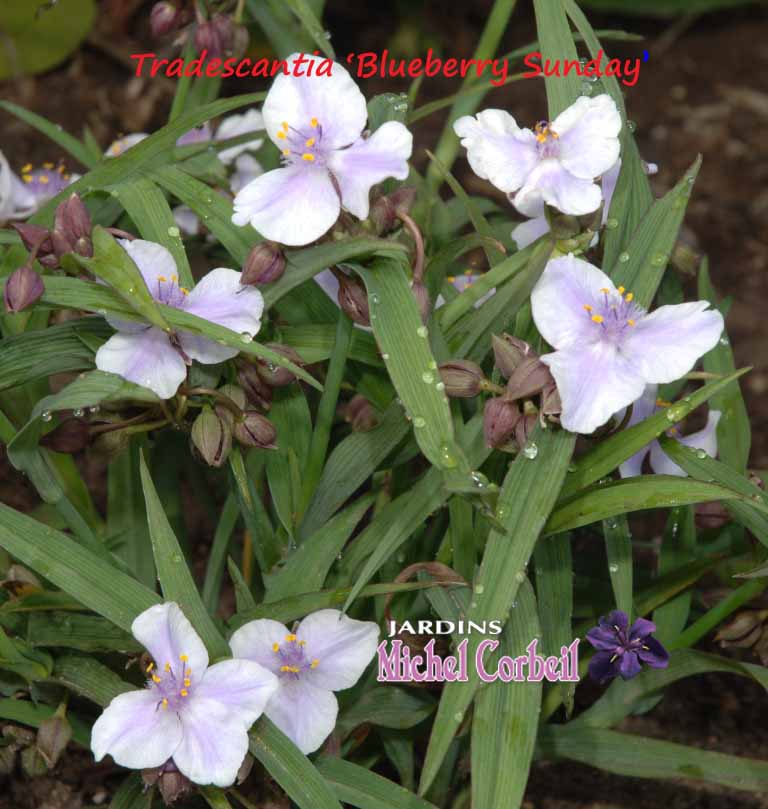 petites fleurs blanches à trois pétales tachés de mauve lilas pâle Archives  - Jardins Michel Corbeil