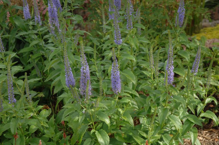 VERONICA ‘Sunny Border Blue’ Véronique Speedwell Jardins Michel
