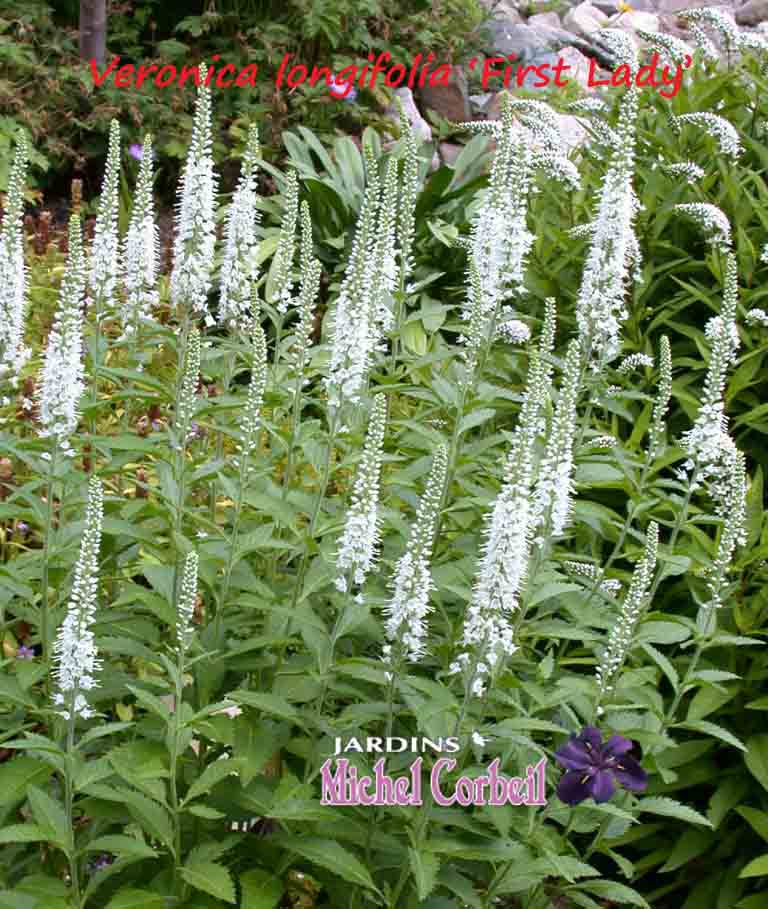 Veronica longifolia 'First Lady' – Véronique à longues feuilles – Spike  Speedwell - Jardins Michel Corbeil