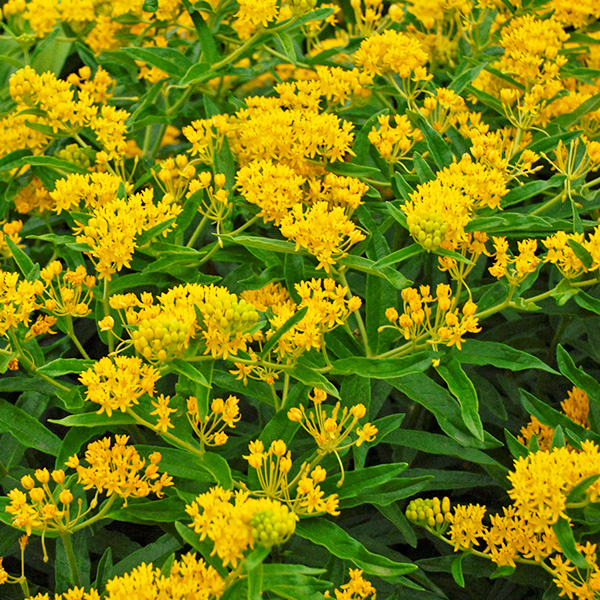 asclepia-tuberosa-hello-yellow-jardins-michel-corbeil.jpg