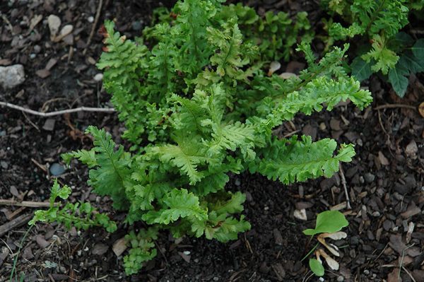 dryoptère fougère-mâle - Dryopteris filix-mas, Le revers d'…