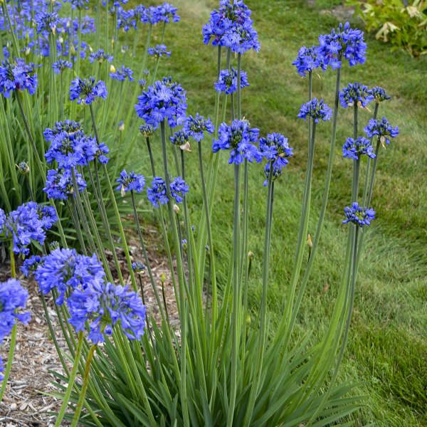 AGAPANTHUS 'Galaxy Blue' Jardins Michel Corbeil