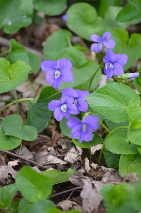 Aspects du mois de Mars - Page 8 Viola-sororia-common-blue-violet_main_467x705