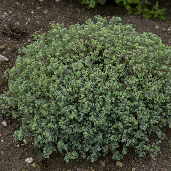 SEDUM 'Steel the Show' - Jardins Michel Corbeil