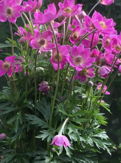 anemone-spring-beauty-pink-jardins-michel-corbeil