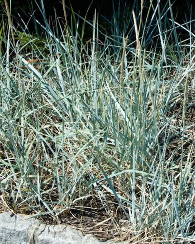 elymus-arenarius-icy-blue-jardins-michel-corbeil