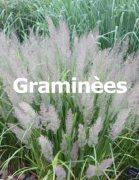 Graminèes Collections