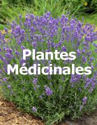 Plantes Médicinales Jardins