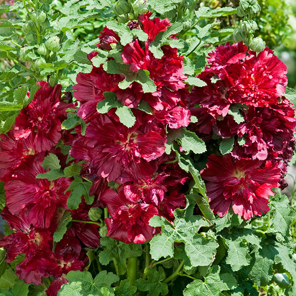 alcea-rosea-spring-celebrities-crimson-jardins-michel-corbeil