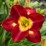 hemerocallis-passion-for-red