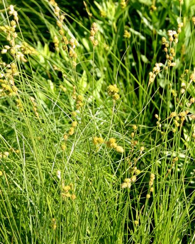 Carex-brevior