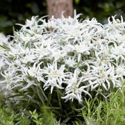 Leontopodium alpinum Blossom of Snow