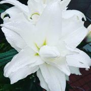 Lilium-oriental-roselily-corolla