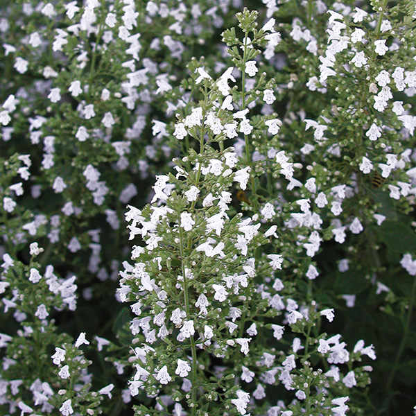 calamintha-nepeta-montrose-white