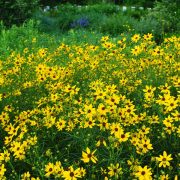 coreopsis-gilded-lace