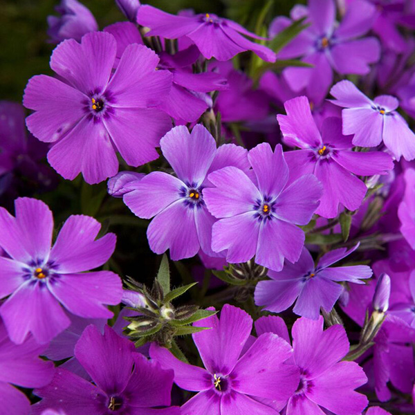 phlox-spring-purple