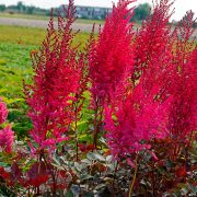 Astilbe-Chinesis-Mighty-Chocolate