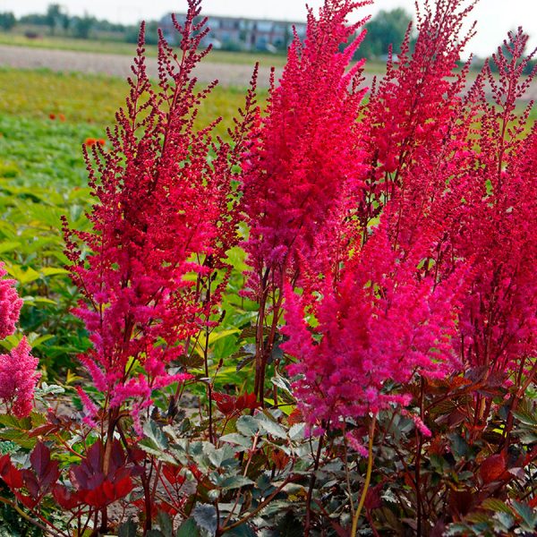 Astilbe-Chinesis-Mighty-Chocolate