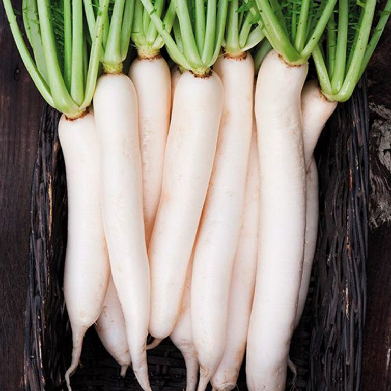 Radis Daikon Jardins Michel Corbeil 