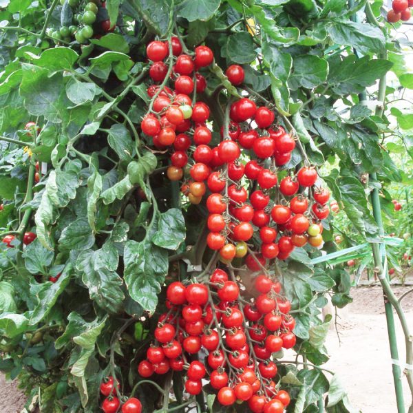 Tomate-Cerise-hyb-Suncherry-Rouge