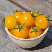 Tomate-Gold-Nugget