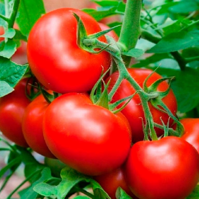 Tomate Celebrity Jardins Michel Corbeil