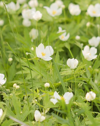 anemone canadensis