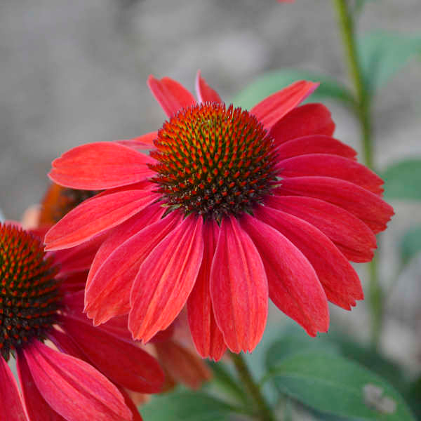 echinacea-frankly-scarlet